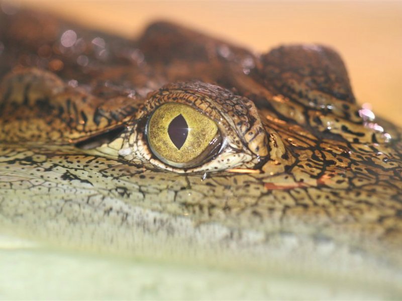 Dieren
